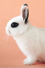 《马里奥与路易：兄弟齐航》由歧路旅人开发商制作